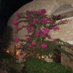 Albatros%20Citadel%20Resort Anlage%20mit%20Blumen 150x150