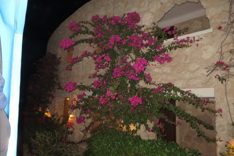 Albatros Citadel Resort Anlage Mit Blumen 480x320
