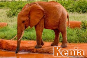 Kenia Urlaub
