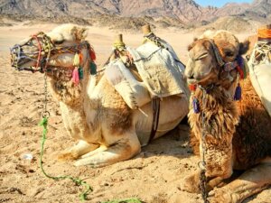 Auf dem Kamel durch die Wüste