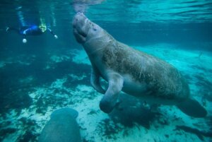 Schnorcheln mit Seekuh in Marsa Alam