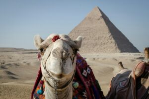 a camel in front of the pyramids of giza